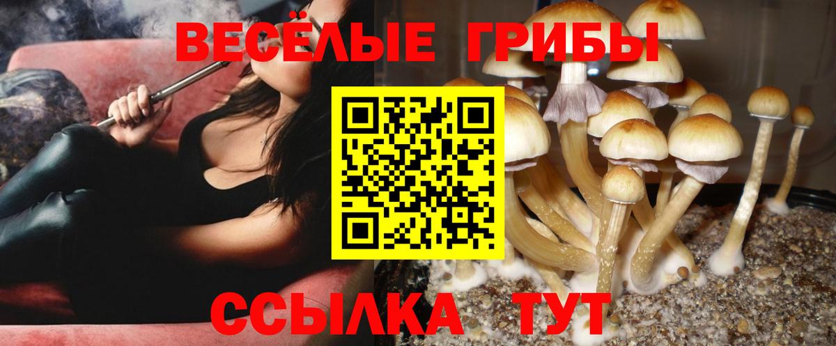купить наркотики сайты  Псилоцибиновые грибы мицелий  Вход с VPN  Павловский Посад 